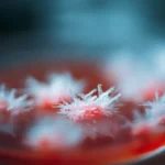 Modello molecolare dei corpi chetonici per illustrare il digiuno a 8 ore perdita di peso sostenuta