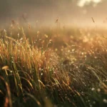 rimedi naturali per ansia lieve